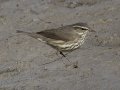 Northern Waterthrush