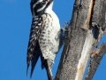 Nuttall's Woodpecker