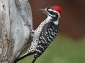Nuttall's Woodpecker