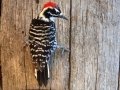 Nuttall's Woodpecker