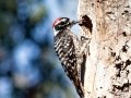 Nuttall's Woodpecker