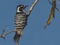 Nuttall's Woodpecker