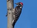 Nuttall's Woodpecker