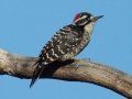 Nuttall's Woodpecker