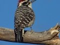 Nuttall's Woodpecker