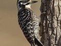 Nuttall's Woodpecker