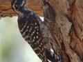 Nuttall's Woodpecker