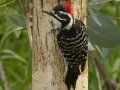 Nuttall's Woodpecker