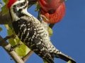 Nuttall's Woodpecker