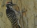 Nuttall's Woodpecker