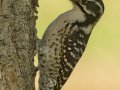 Nuttall's Woodpecker