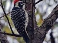 Nuttall's Woodpecker
