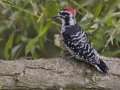 Nuttall's Woodpecker