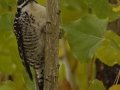 Nuttall's Woodpecker