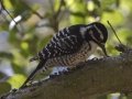 Nuttall's Woodpecker