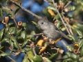 Oak Titmouse
