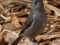 Oak Titmouse