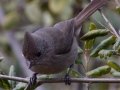Oak Titmouse