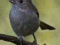 Oak Titmouse