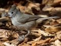 Oak Titmouse