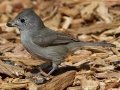 Oak Titmouse
