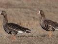 Greater White-fronted Geese - Dec 17 2022 - Sooner Lake--Sooner Recreation Area - Noble - Oklahoma