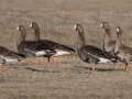 Greater White-fronted Geese - Dec 17 2022 - Sooner Lake--Sooner Recreation Area - Noble - Oklahoma