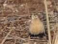 Smith's Longspur - Dec 18 2022 - Sooner Lake--Sooner Fishing Bank Area - Noble - Oklahoma