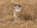 American Tree Sparrow - Dec 18 2022 - Sooner Lake--Sooner Fishing Bank Area - Noble - Oklahoma