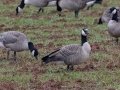 Cackling Goose - Meridian Technology Center Pond, Payne County, Oklahoma - Dec 10, 2022