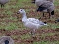 Snow Goose - Meridian Technology Center Pond, Payne County, Oklahoma - Dec 10, 2022
