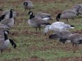 Cackling Goose - Meridian Technology Center Pond, Payne County, Oklahoma - Dec 10, 2022