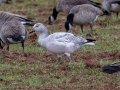 Snow Goose - Meridian Technology Center Pond, Payne County, Oklahoma - Dec 10, 2022