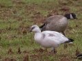 Ross's Goose - Meridian Technology Center Pond, Payne County, Oklahoma - Dec 10, 2022