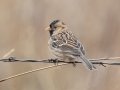 Harris's Sparrow - 14671 W Jack Choate Ave, Hennessey US-OK 36.11748, -97.94987 - Kingfisher County, Oklahoma - Dec 10, 2022
