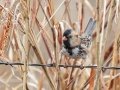 Harris's Sparrow - 14671 W Jack Choate Ave, Hennessey US-OK 36.11748, -97.94987 - Kingfisher County, Oklahoma - Dec 10, 2022