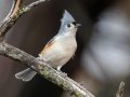 Tufted Titmouse - 14671 W Jack Choate Ave, Hennessey US-OK 36.11748, -97.94987 - Kingfisher County, Oklahoma - Dec 10, 2022