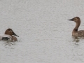 Canvasback - 14671 W Jack Choate Ave, Hennessey US-OK 36.11748, -97.94987 - Kingfisher County, Oklahoma - Dec 10, 2022