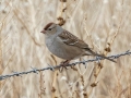 White-crowned Sparrow - 14671 W Jack Choate Ave, Hennessey US-OK 36.11748, -97.94987 - Kingfisher County, Oklahoma - Dec 10, 2022