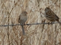 Field Sparrow - 14671 W Jack Choate Ave, Hennessey US-OK 36.11748, -97.94987 - Kingfisher County, Oklahoma - Dec 10, 2022