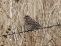 Savannah Sparrow - 14671 W Jack Choate Ave, Hennessey US-OK 36.11748, -97.94987 - Kingfisher County, Oklahoma - Dec 10, 2022