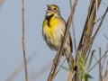 Dickcissel - Pawpaw Bottoms, Sequoyah County, Oklahoma - April 30, 2023