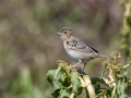 Grasshopper Sparrow - Ten Mile Flats, Cleveland County, Oklahoma - April 30, 2023