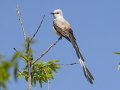 Scissor-tailed Flycatcher - Ten Mile Flats, Cleveland County, Oklahoma - April 30, 2023