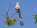 Scissor-tailed Flycatcher - Ten Mile Flats, Cleveland County, Oklahoma - April 30, 2023