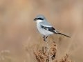 Loggerhead Shrike - Dec 18 2022 - Sooner Lake--Sooner Fishing Bank Area - Noble - Oklahoma