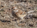American Tree Sparrow - Dec 17 2022 - Sooner Lake--Sooner Fishing Bank Area - Noble - Oklahoma