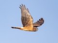 Northern Harrier - Dec 17 2022 - Sooner Lake--Sooner Fishing Bank Area - Noble - Oklahoma