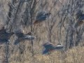 Northern Bobwhite - Dec 17 2022 - Sooner Lake--Sooner Fishing Bank Area - Noble - Oklahoma
