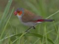 Orange-cheeked Waxbill